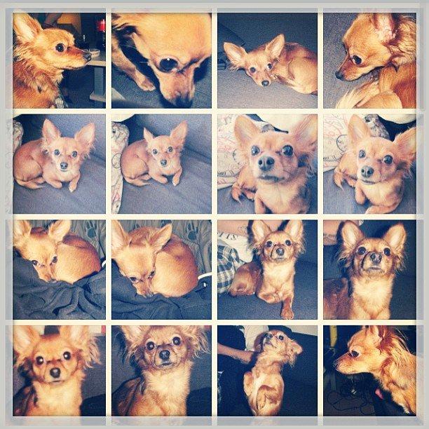 Blanding af racer Lexie billede 6