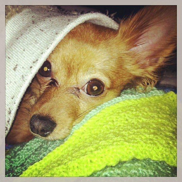 Blanding af racer Lexie billede 2