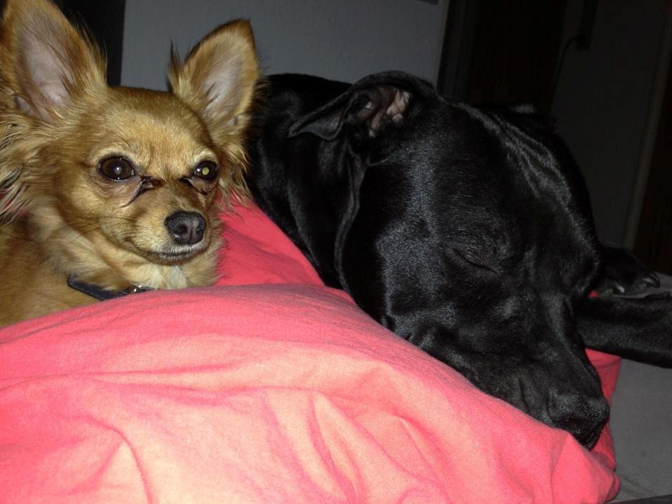 Blanding af racer Lexie billede 7