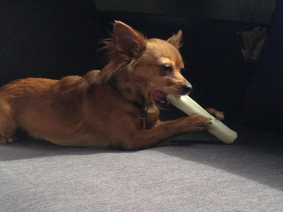 Blanding af racer Lexie billede 8