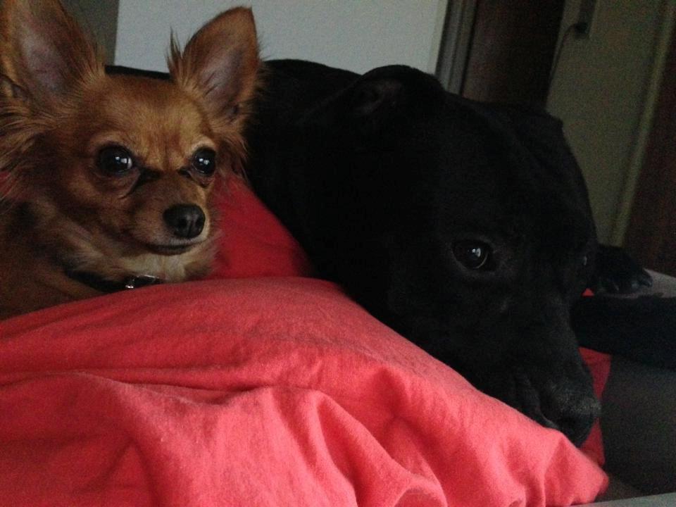 Blanding af racer Lexie billede 9