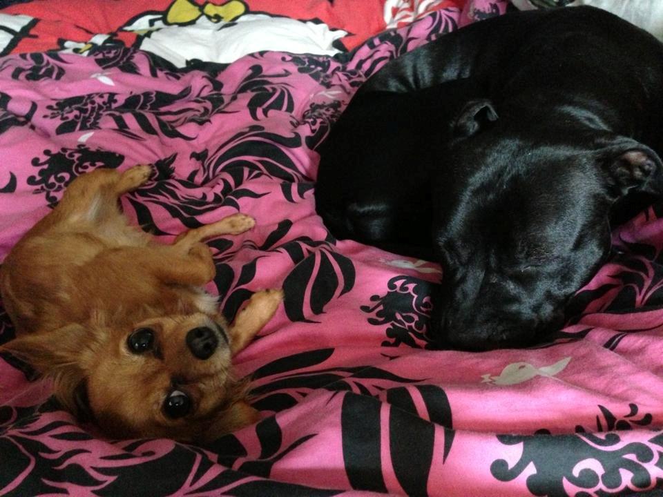 Blanding af racer Lexie billede 10