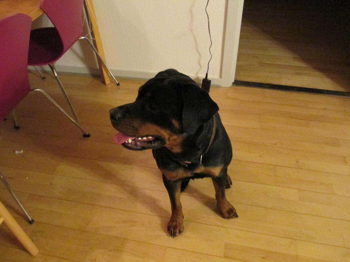 Rottweiler Vom Hause Wenorra Luna billede 1