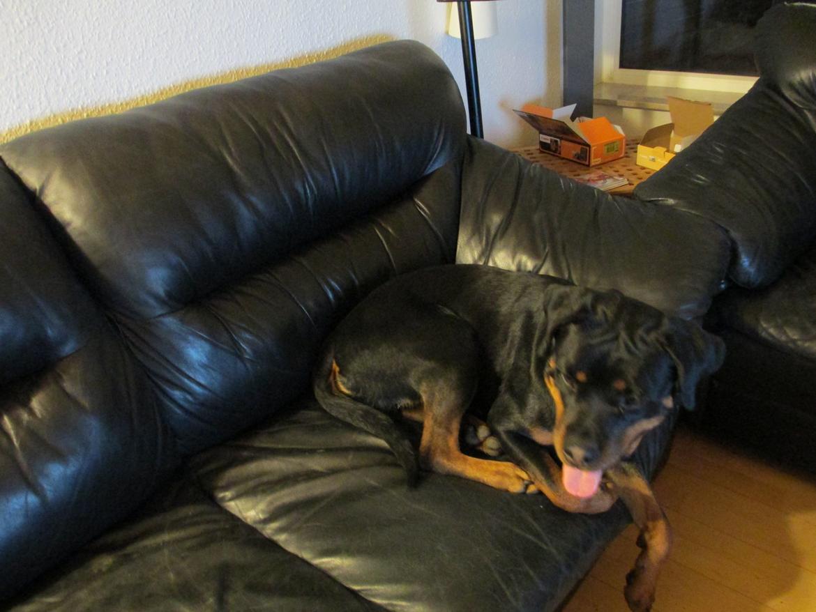 Rottweiler Vom Hause Wenorra Luna billede 4