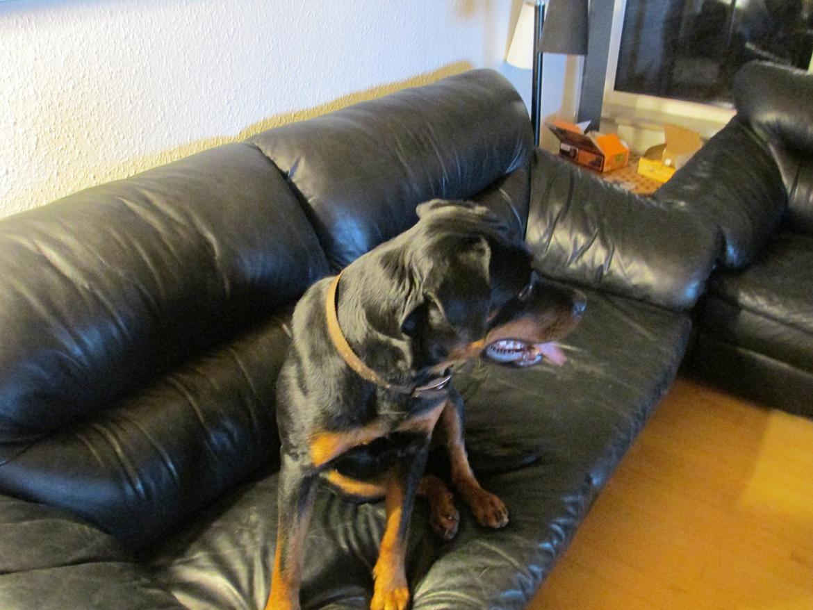 Rottweiler Vom Hause Wenorra Luna billede 5