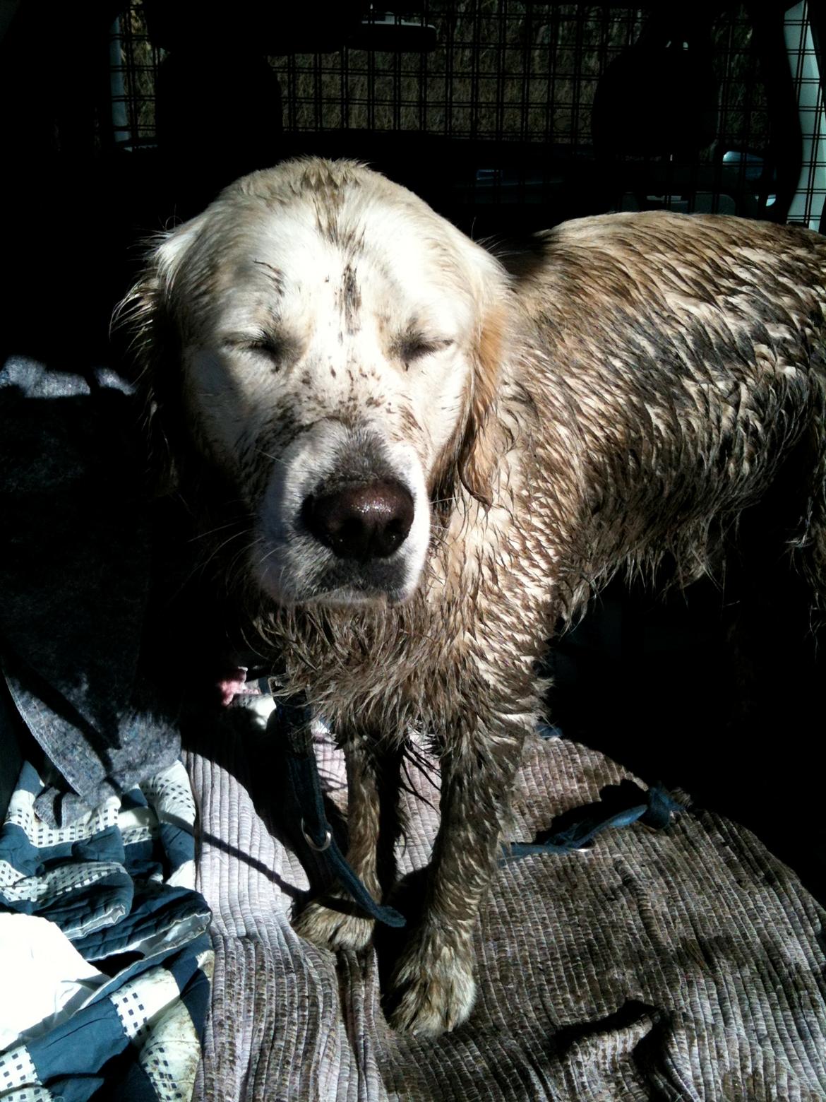 Golden retriever Basse - Basse har været på hundelegepladsen og taget mudderbad billede 10