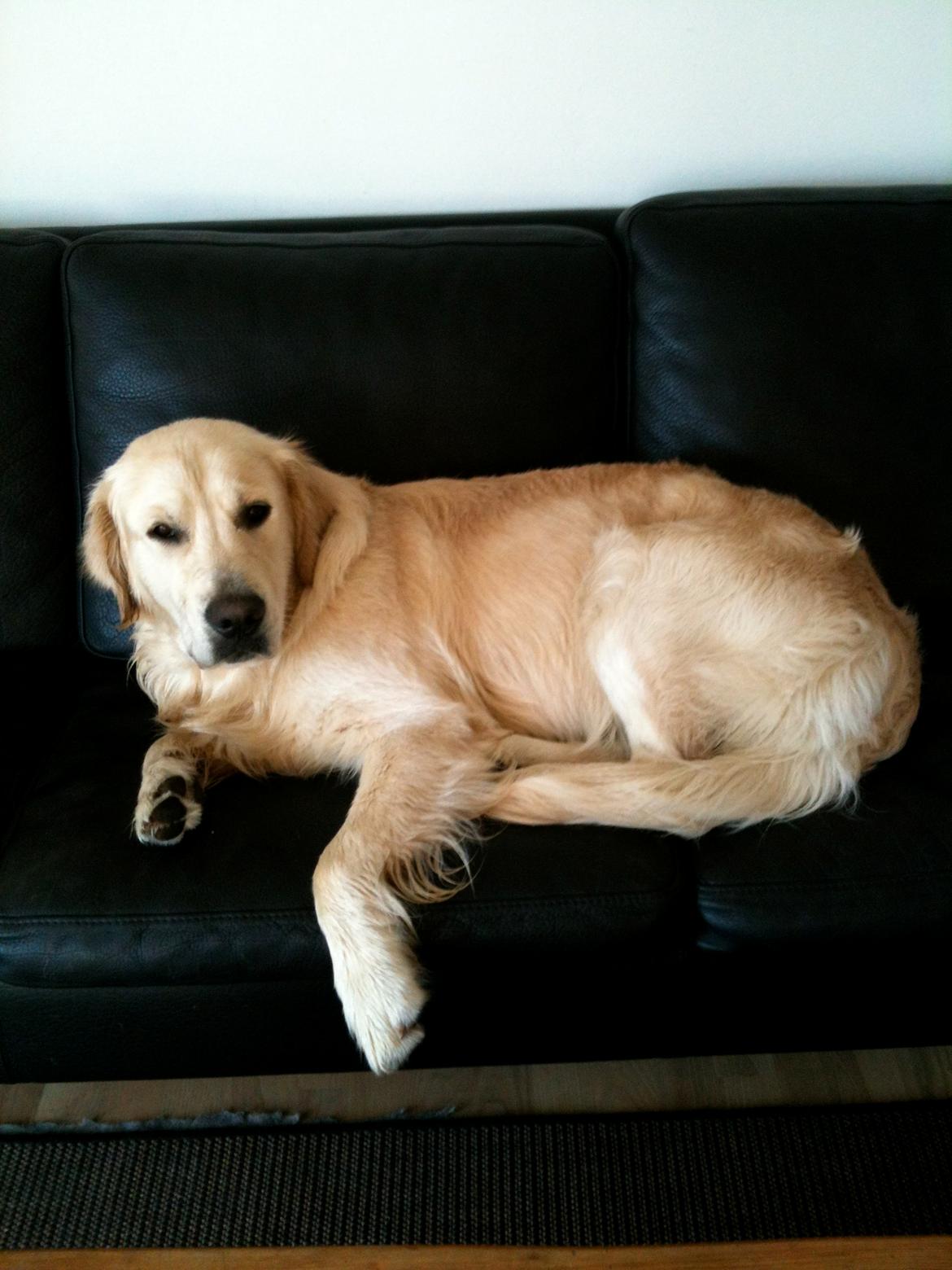 Golden retriever Basse - Efter mudderbad kom et rigtig bad :D billede 11