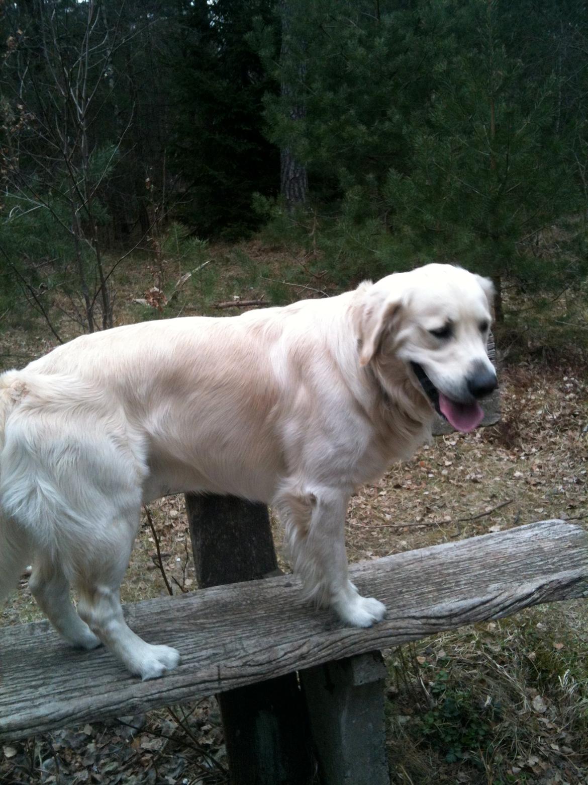 Golden retriever Basse - Basse på bænken billede 12