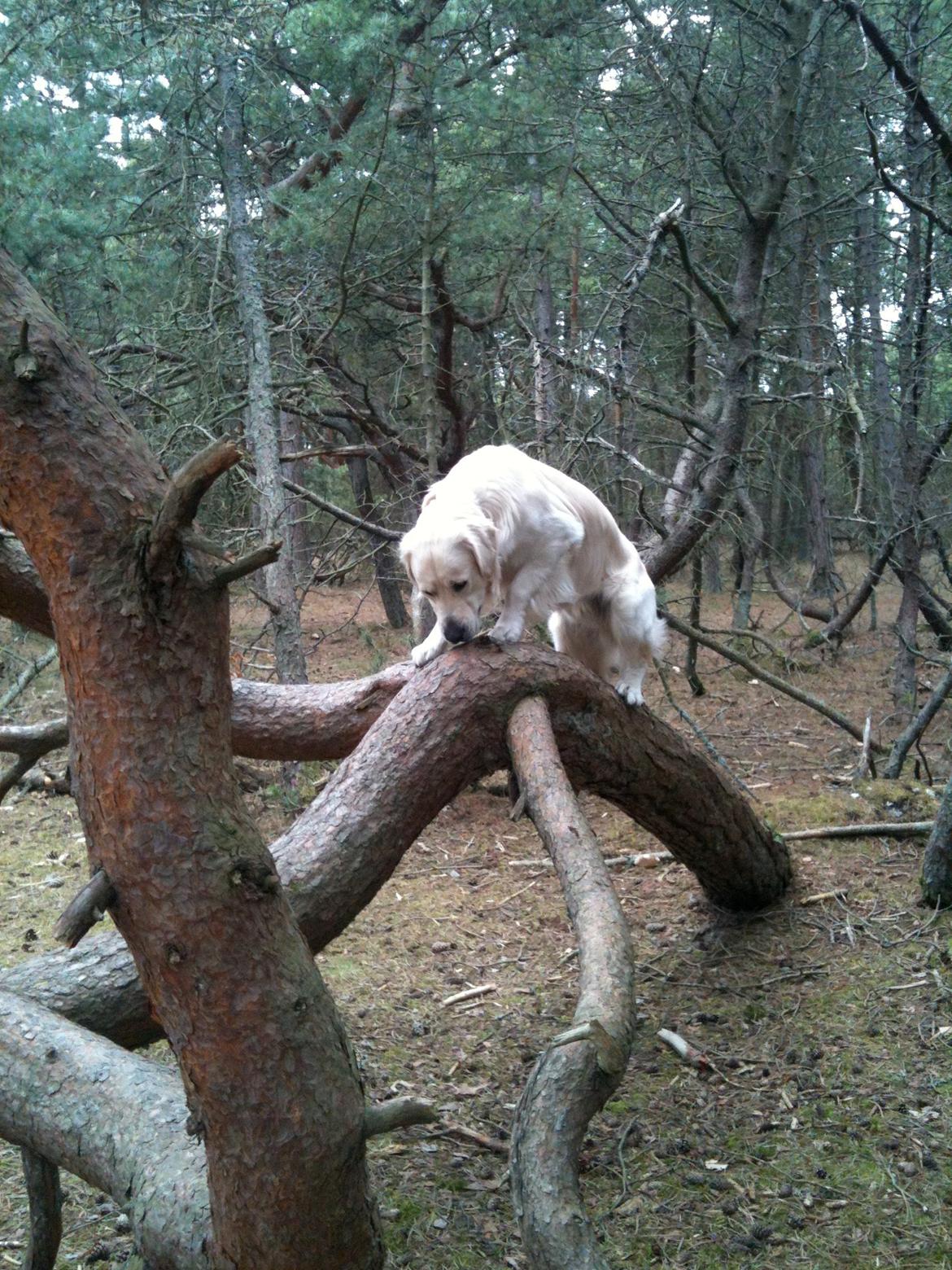 Golden retriever Basse - Jeg skal bare op og gnave i pinden deroppe billede 13