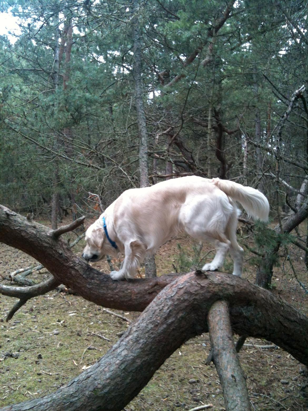 Golden retriever Basse - Er lige ved den billede 14