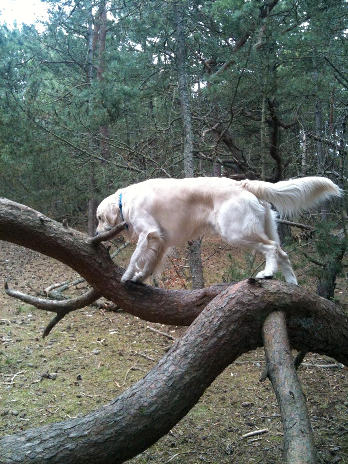 Golden retriever Basse - Basse synes en klatretur ville være sjov :D billede 1