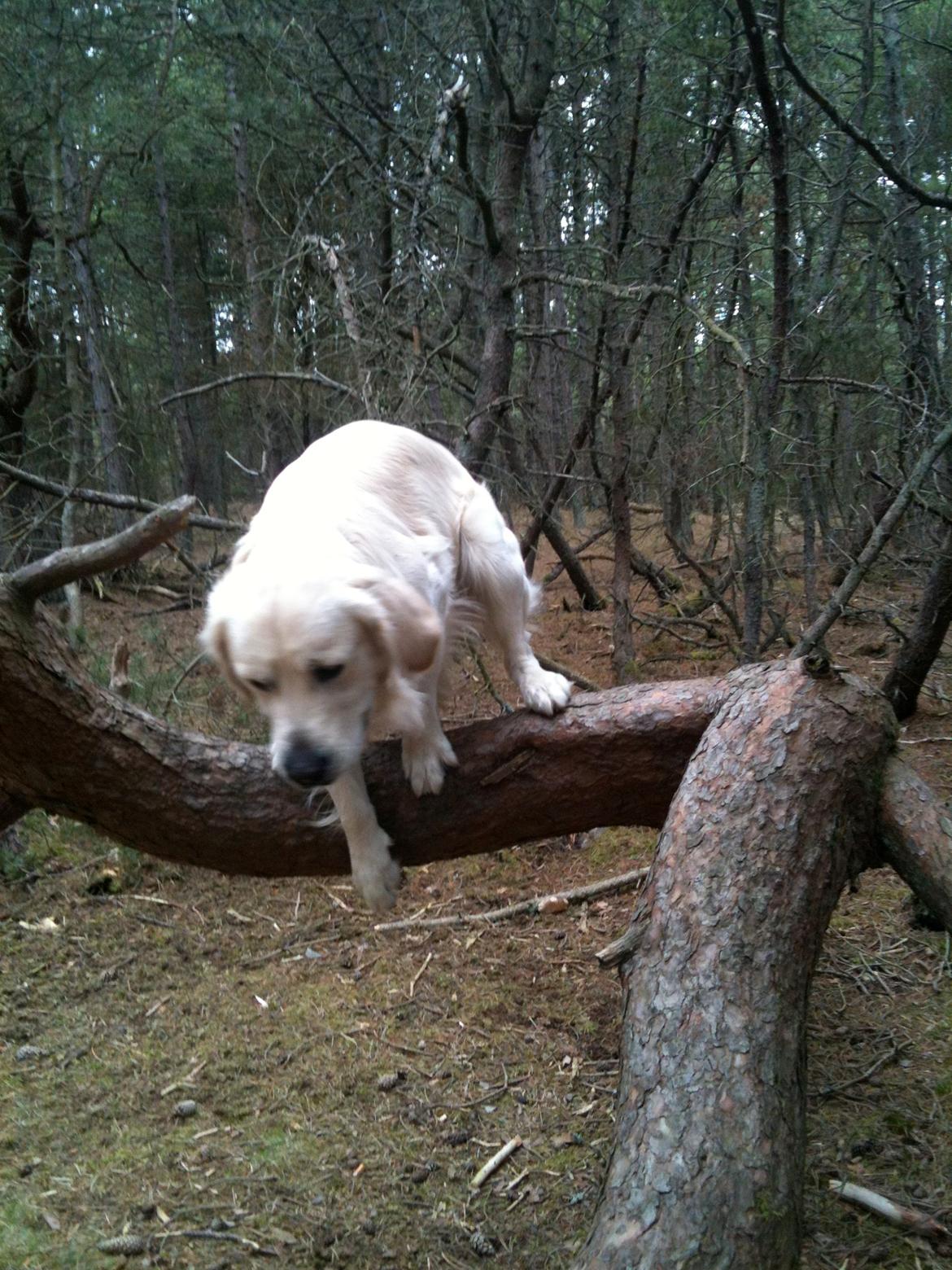 Golden retriever Basse - Fik gnavet lidt- men den sad fast billede 15