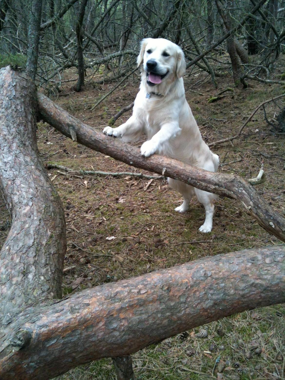 Golden retriever Basse - Jeg kan bare dette billede 16