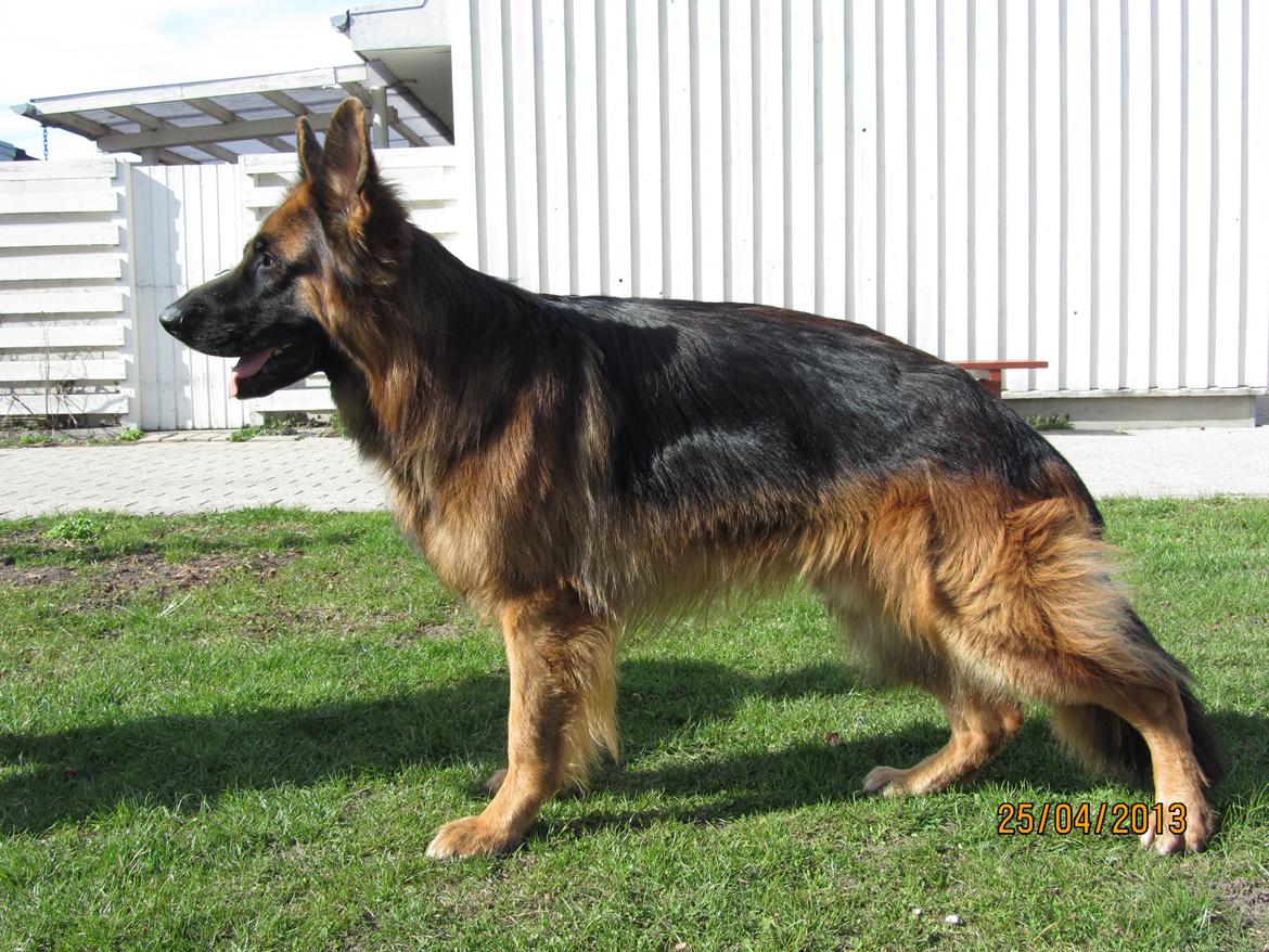 Schæferhund Akacias Quando - Standbillede fra forår 2013 billede 2