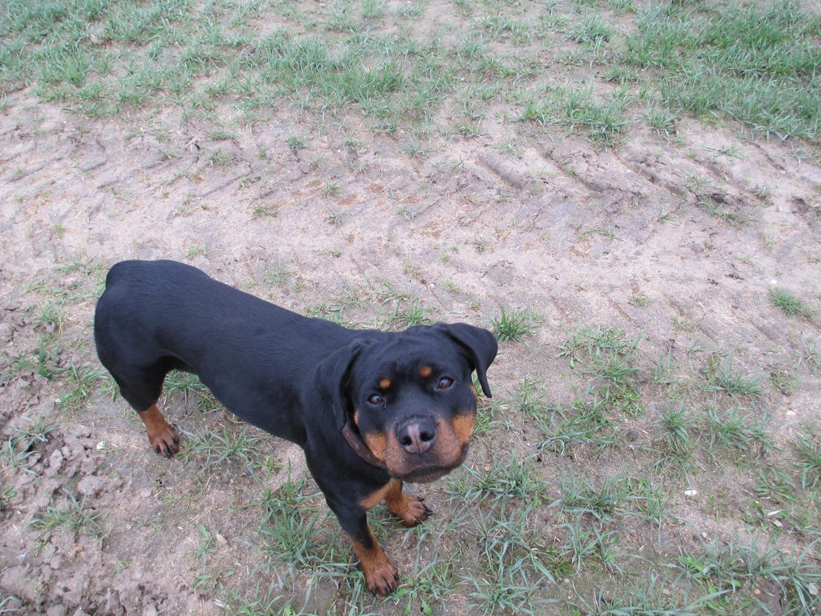 Rottweiler Vom Hause Wenorra Luna billede 8