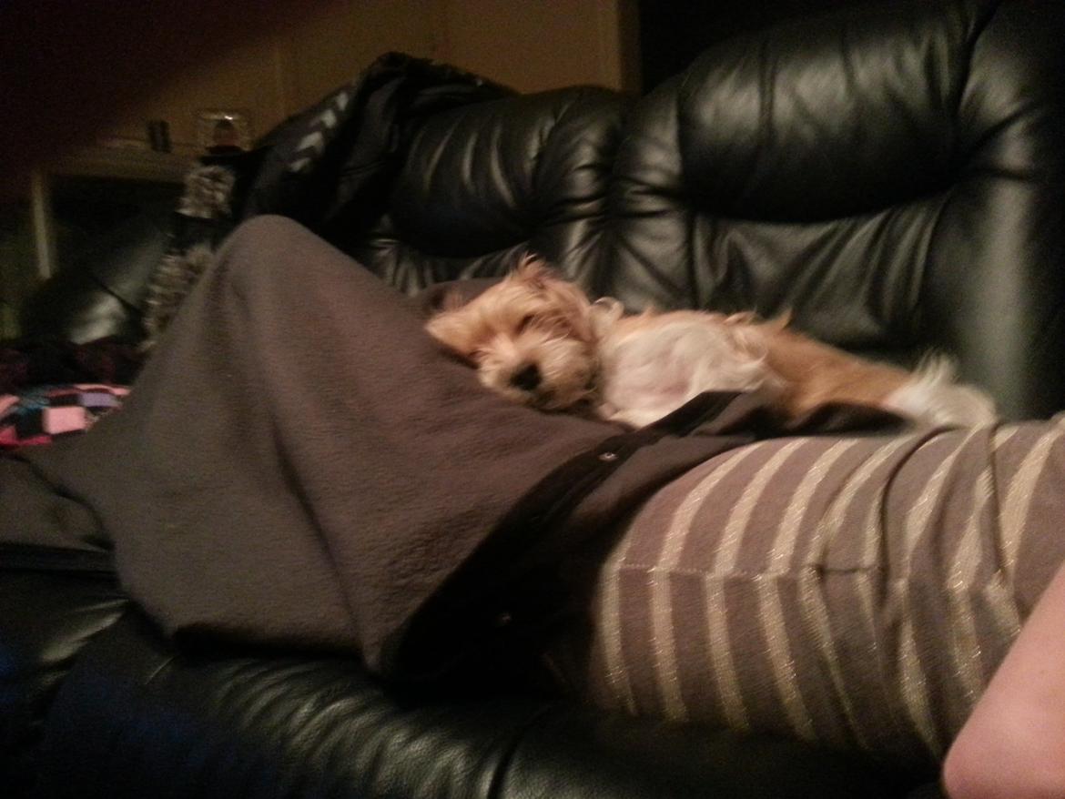 Blanding af racer Thierry Henry billede 1