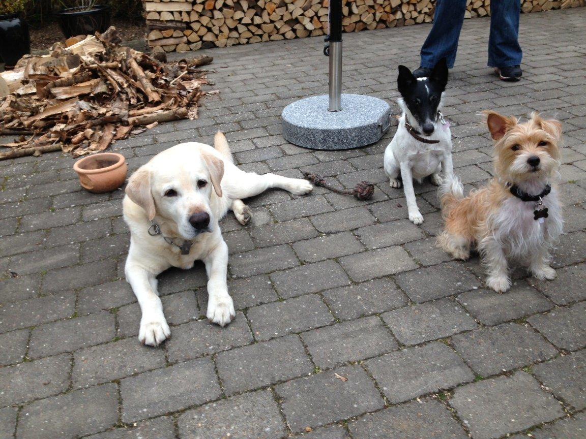 Blanding af racer Thierry Henry billede 3