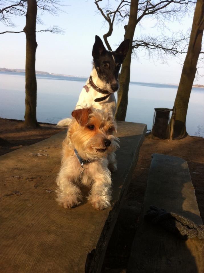 Blanding af racer Thierry Henry billede 5