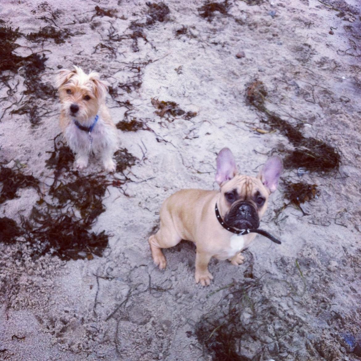 Blanding af racer Thierry Henry billede 6