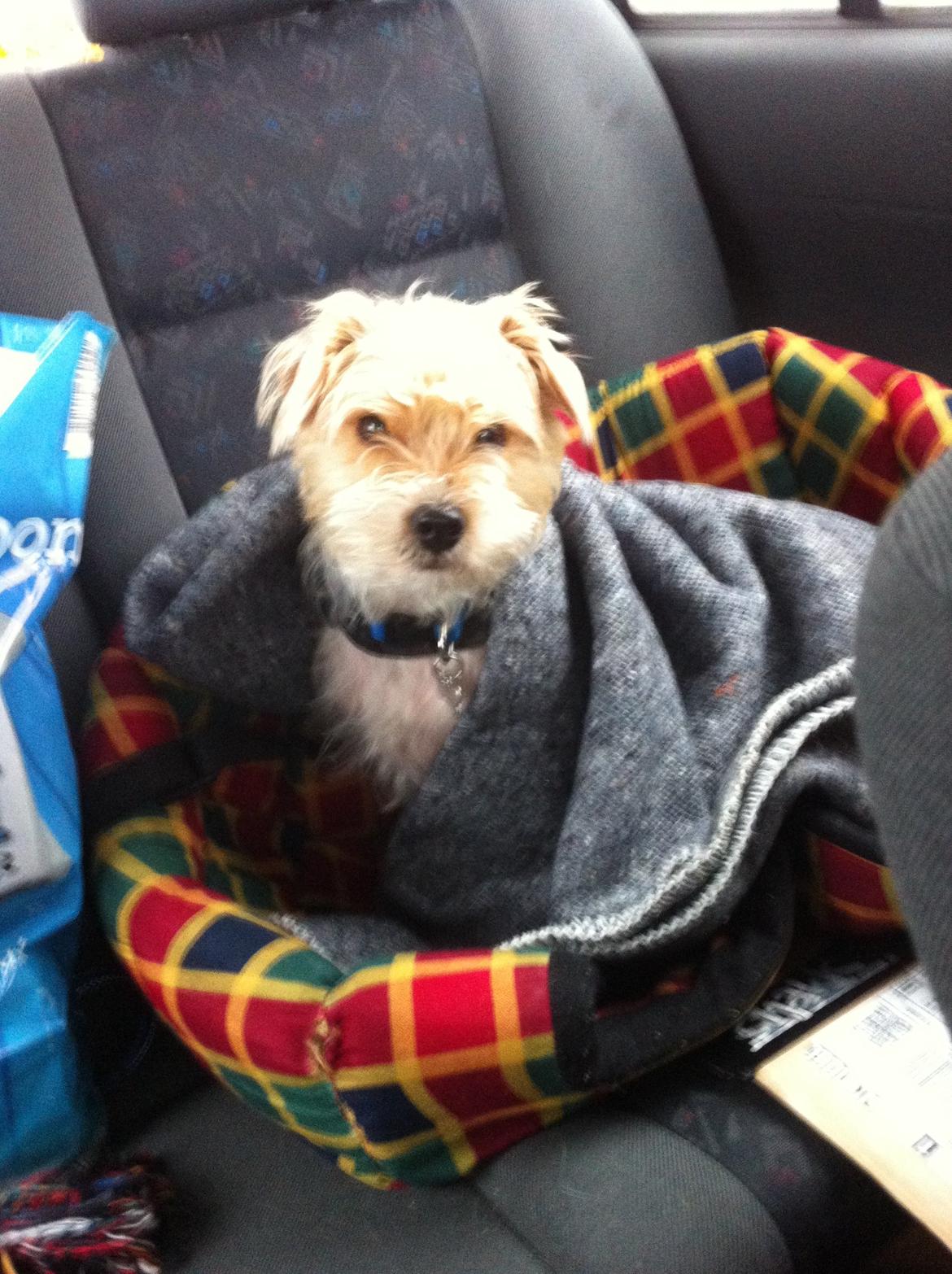 Blanding af racer Thierry Henry billede 7