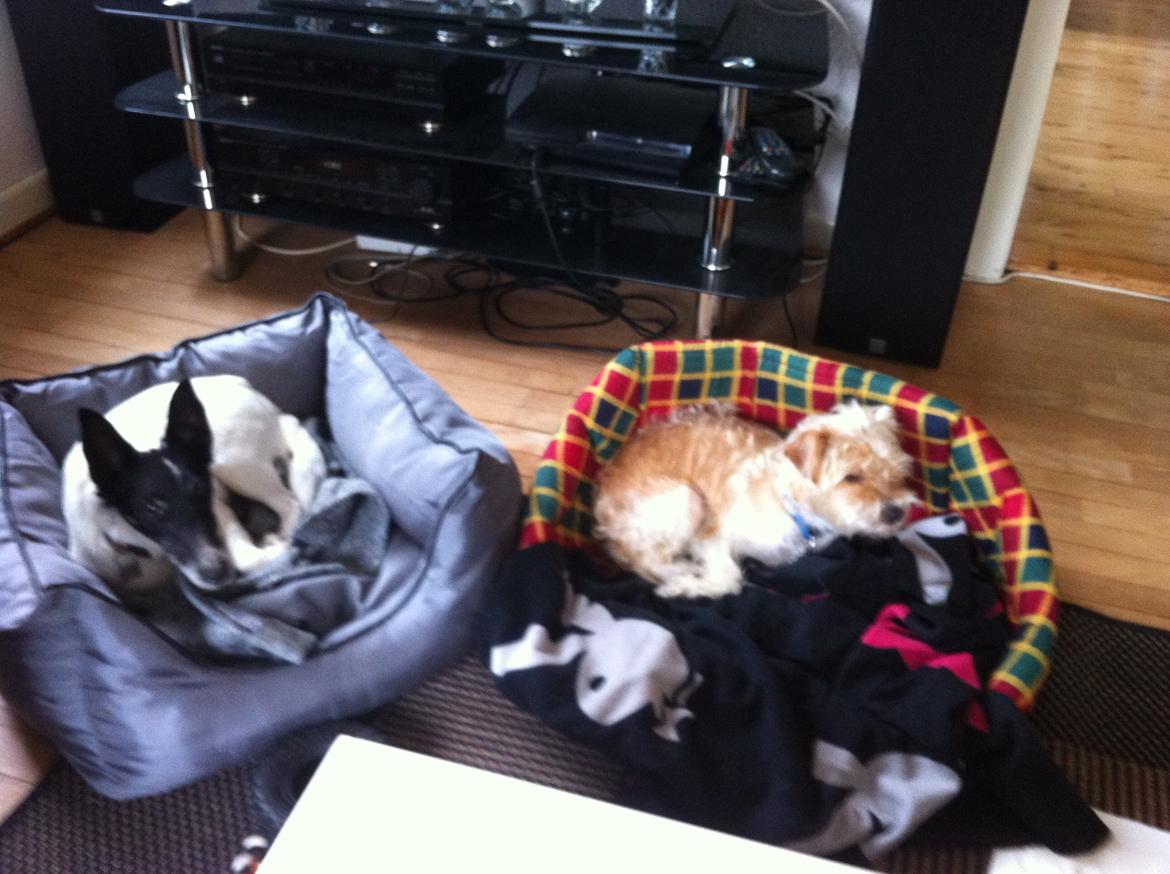 Blanding af racer Thierry Henry billede 8