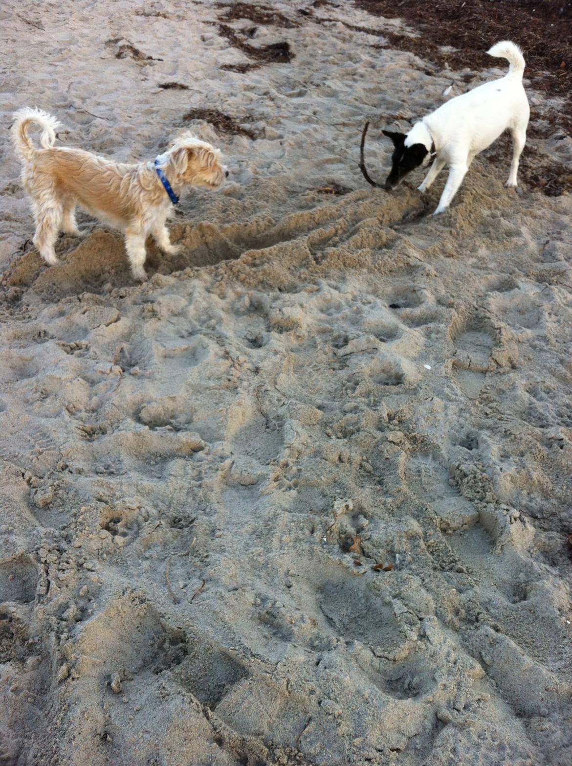 Blanding af racer Thierry Henry billede 9