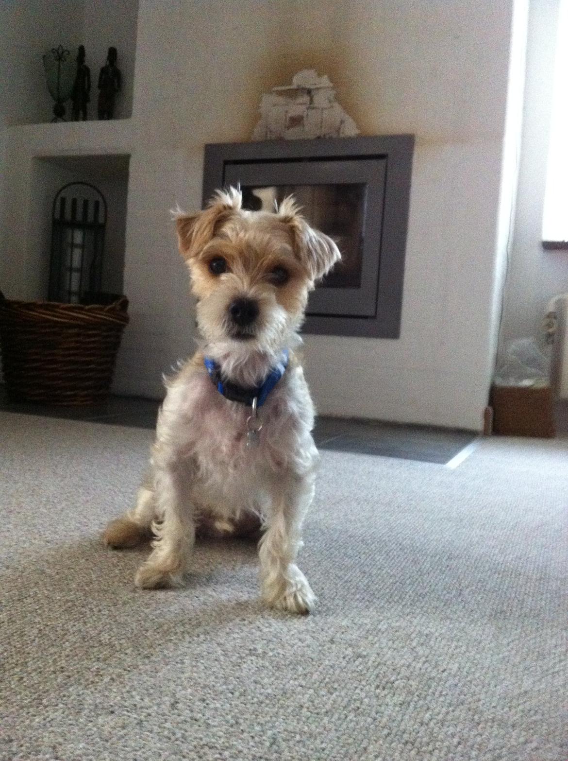 Blanding af racer Thierry Henry billede 11