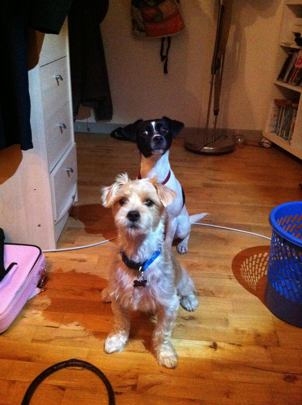 Blanding af racer Thierry Henry billede 12