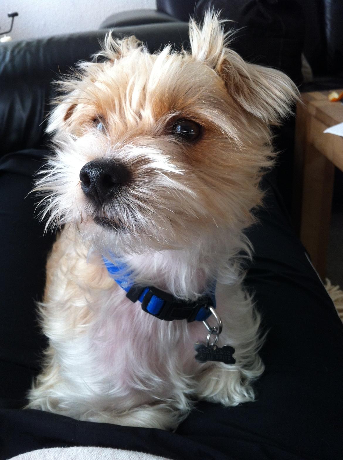 Blanding af racer Thierry Henry billede 14