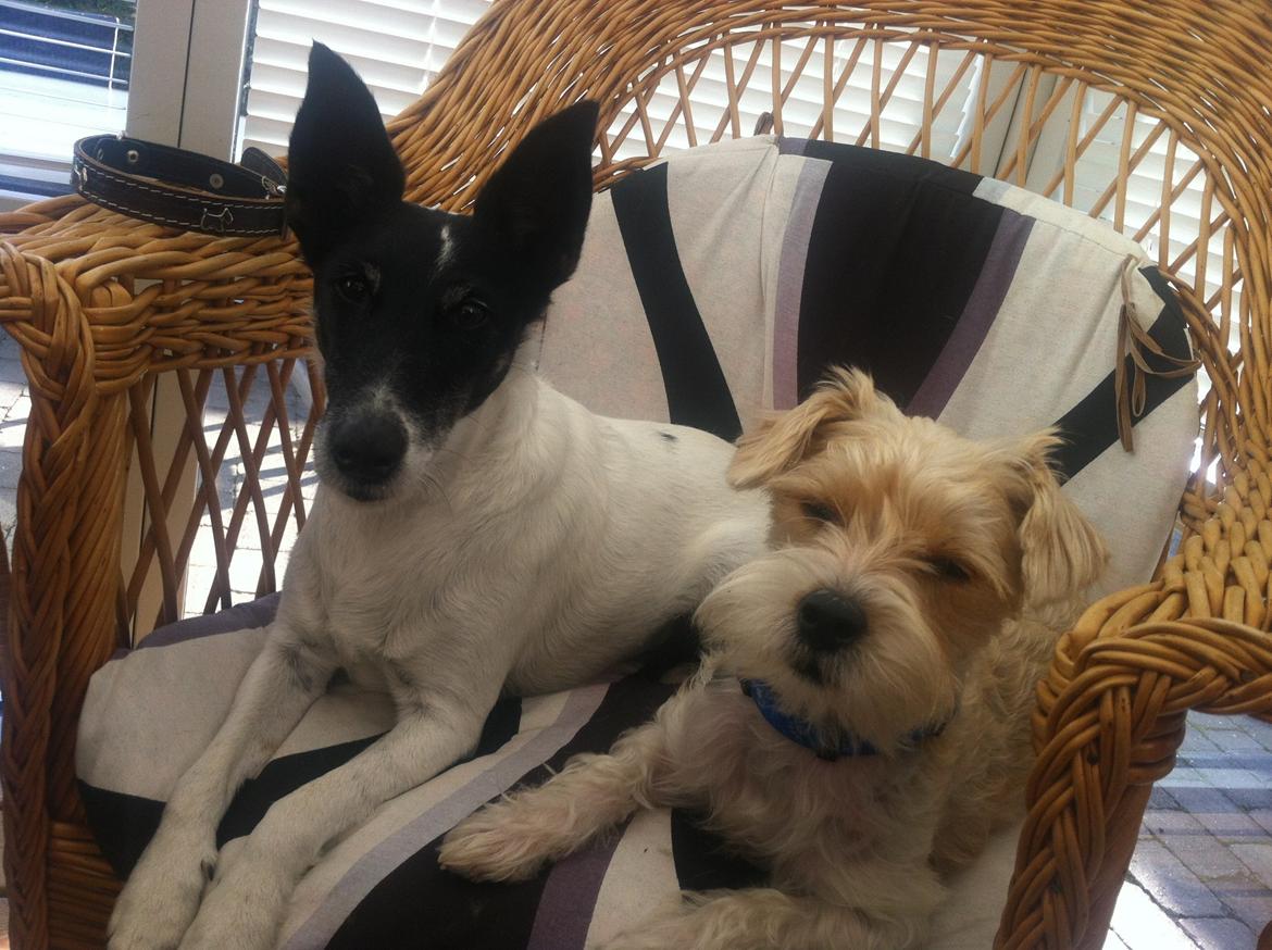 Blanding af racer Thierry Henry billede 16