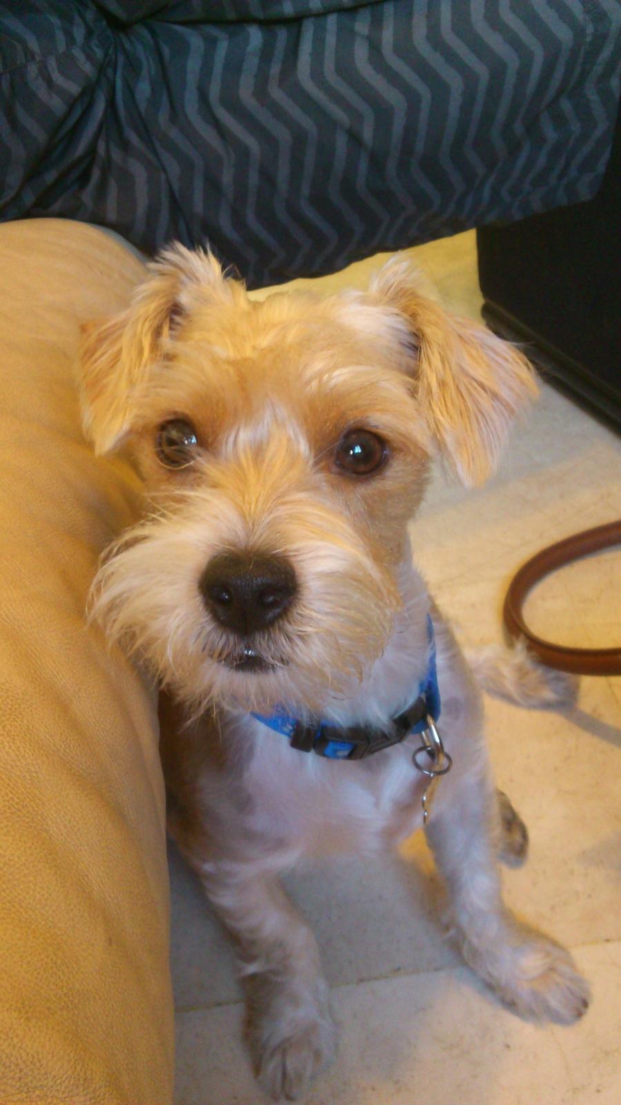 Blanding af racer Thierry Henry billede 17