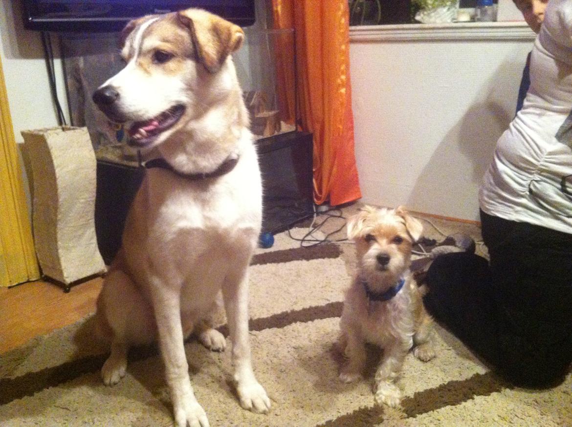 Blanding af racer Thierry Henry billede 18