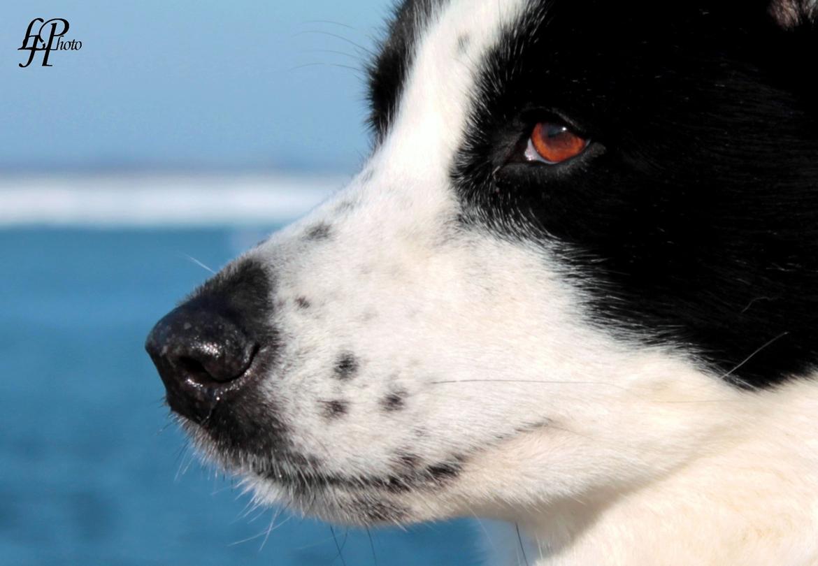 Karelsk bjørnehund Fifi - R.I.P. - 35) Close-up - Fotograf: Mig selv billede 33