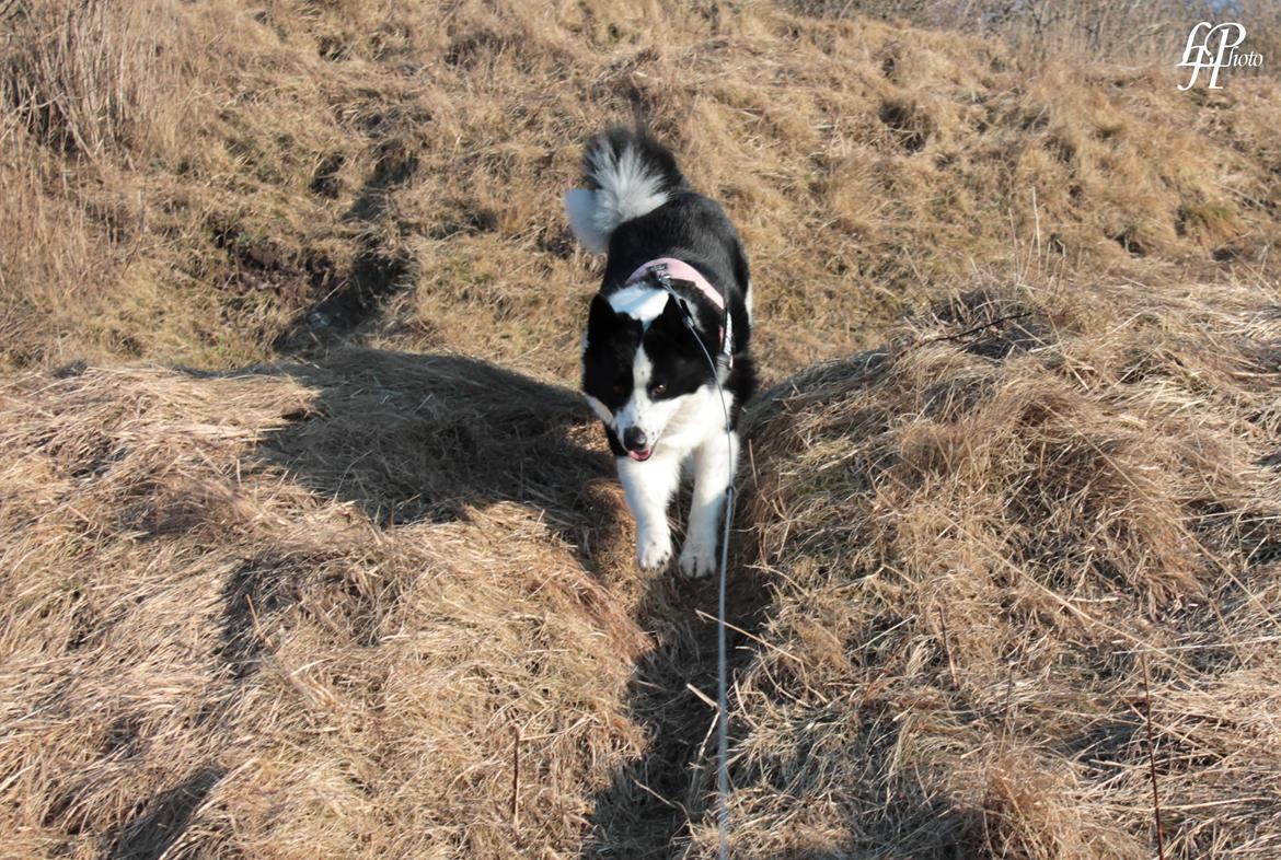 Karelsk bjørnehund Fifi - R.I.P. - 42) Fifi springer ned fra en bakke - Fotograf: Mig selv billede 40