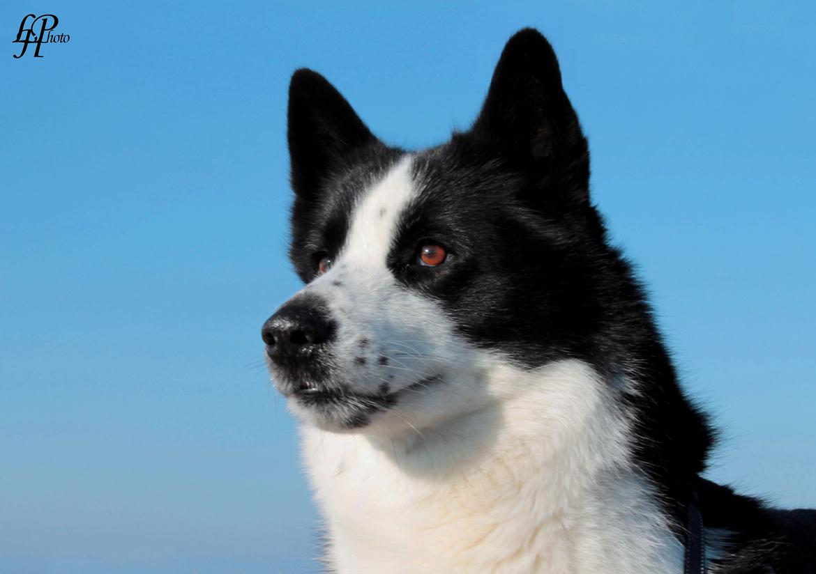 Karelsk bjørnehund Fifi - R.I.P. - 45) Hovedportræt - Fotograf: Mig selv billede 43