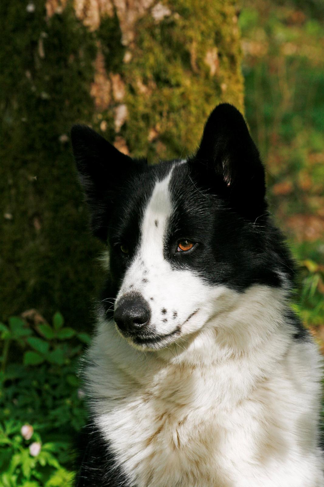 Karelsk bjørnehund Fifi - R.I.P. - 10) Portræt i skoven - Fotograf: Joveno Foto billede 10