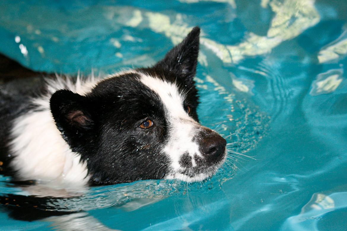 Karelsk bjørnehund Fifi - R.I.P. - 5) Fifi til svømning - Fotograf: Joveno Foto billede 5