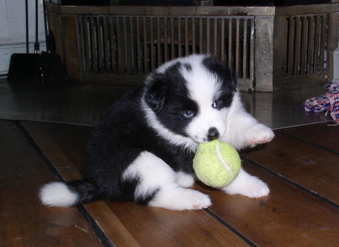 Karelsk bjørnehund Fifi - R.I.P. - 13) Fifi som hvalp - Fotograf: Fifis opdrætter billede 13