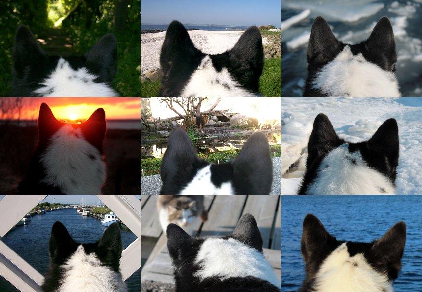 Karelsk bjørnehund Fifi - R.I.P. - 23) Collage af billeder taget af Fifi bagfra - Fotograf: Mig selv billede 22