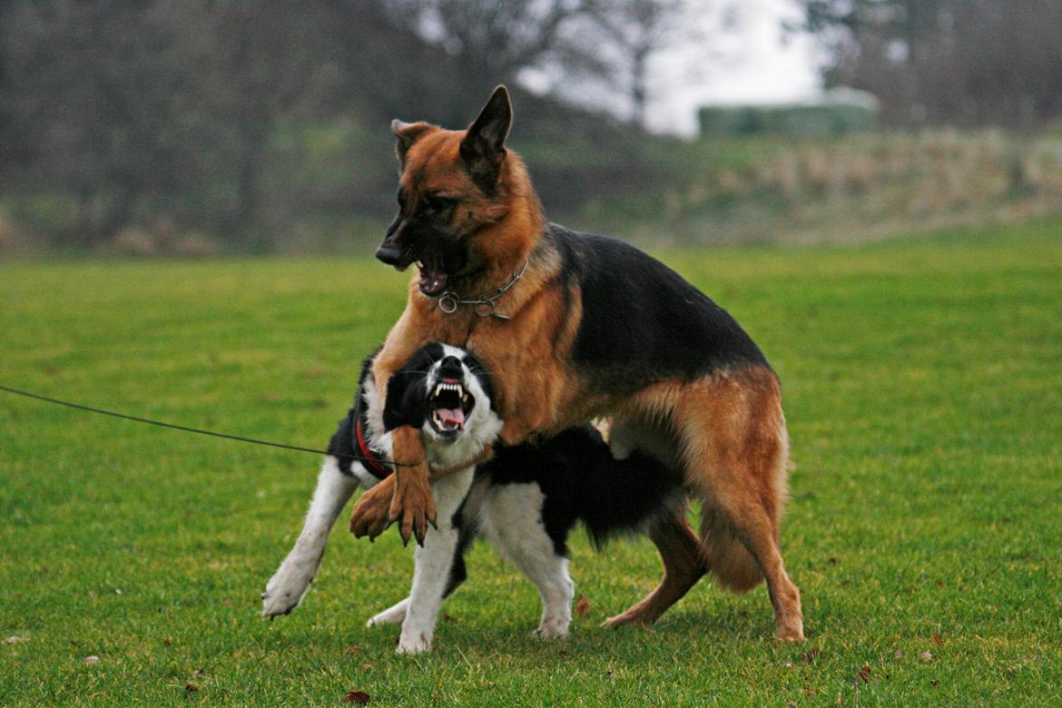 Karelsk bjørnehund Fifi - R.I.P. - 7) Fifi leger med Vega - Fotograf: Joveno Foto billede 7