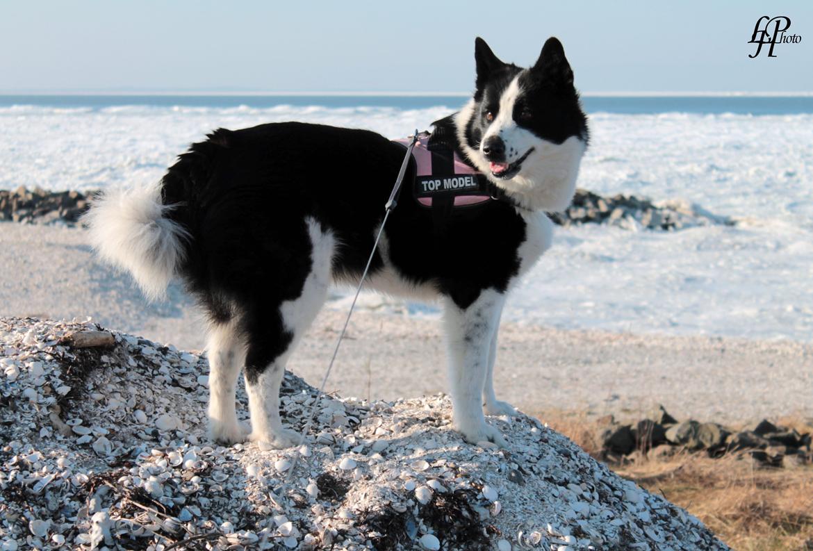 Karelsk bjørnehund Fifi - R.I.P. - 31) Fifi poserer ved stranden - Fotograf: Mig selv billede 29