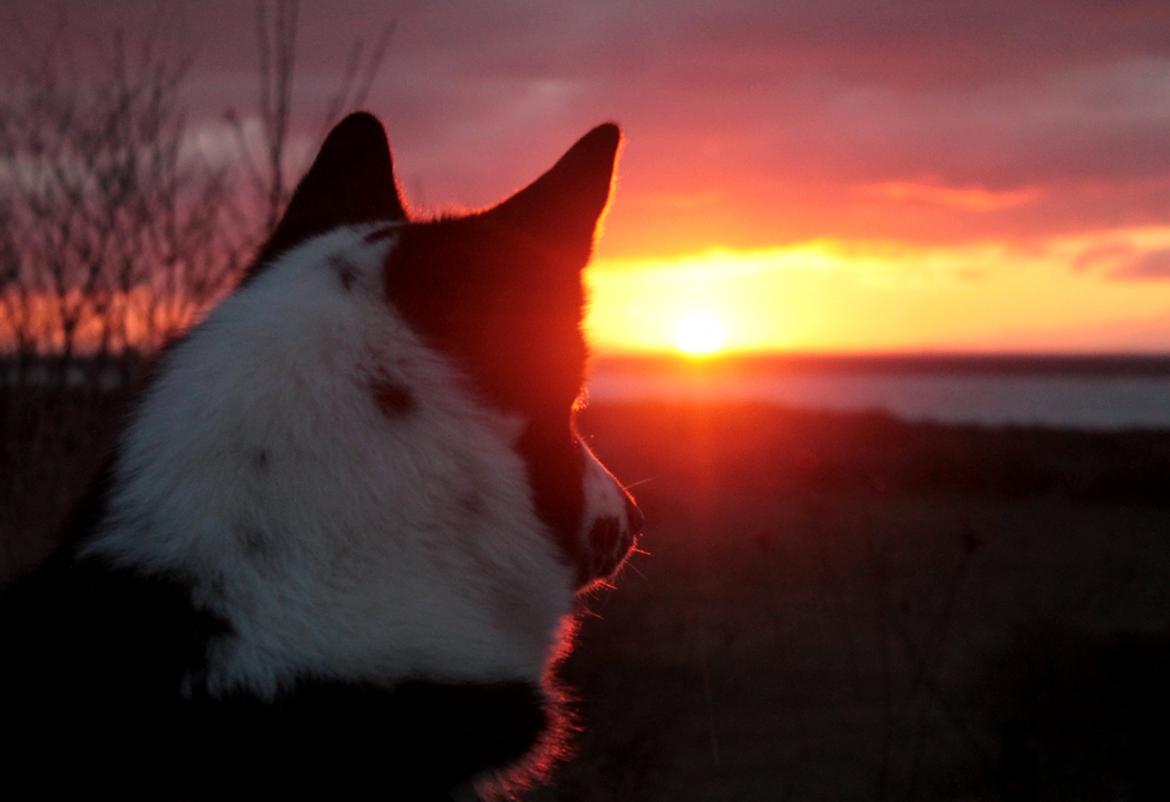 Karelsk bjørnehund Fifi - R.I.P. - 12) Fifi nyder solnedgangen - Fotograf: Mig selv billede 12