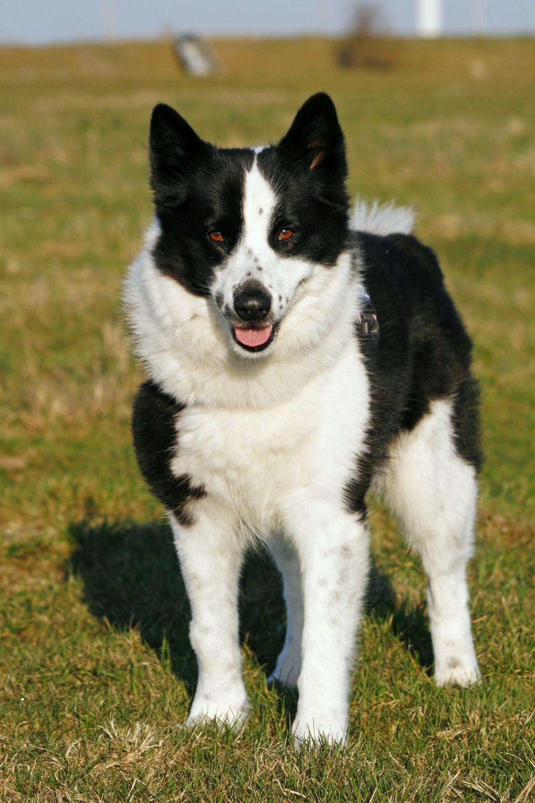 Karelsk bjørnehund Fifi - R.I.P. - 20) Portræt på Fifis 7 års fødselsdag - Fotograf: Joveno Foto billede 19