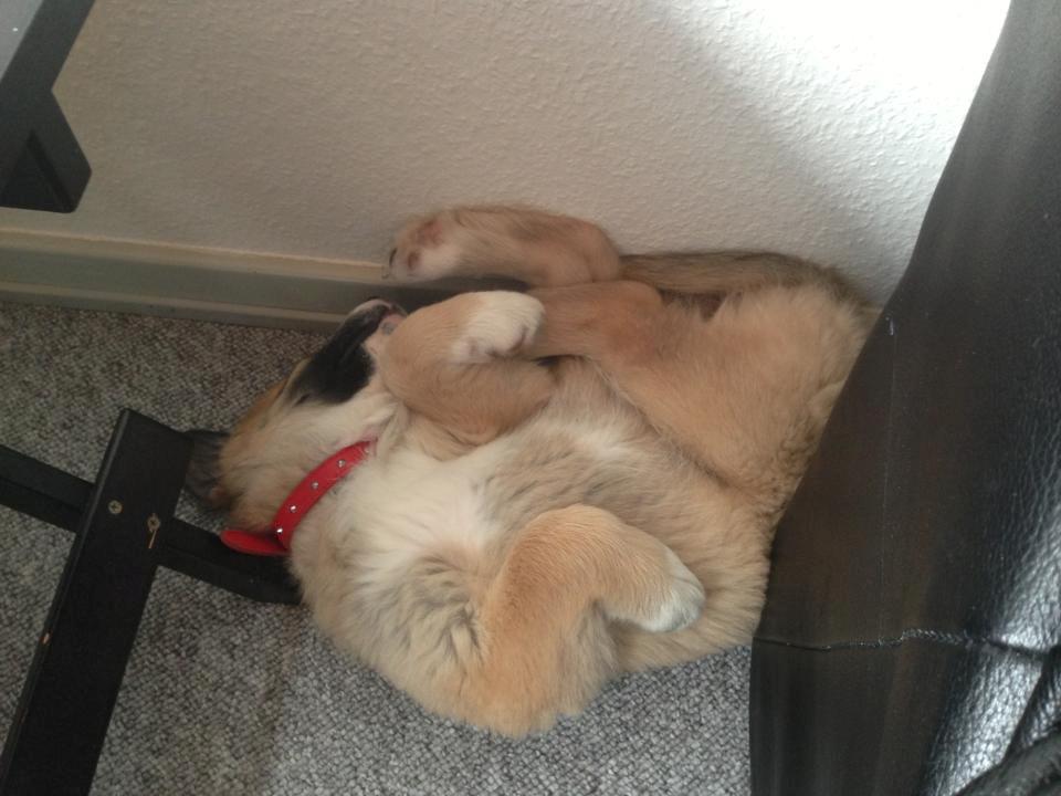 Blanding af racer Bailey (Himmelhund) billede 11