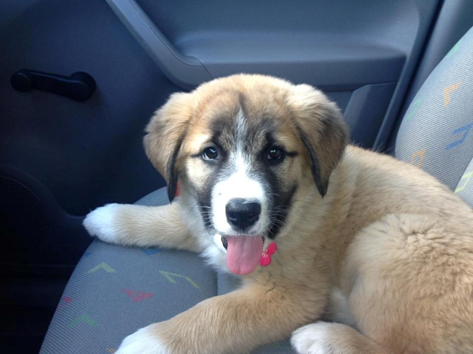 Blanding af racer Bailey (Himmelhund) billede 12