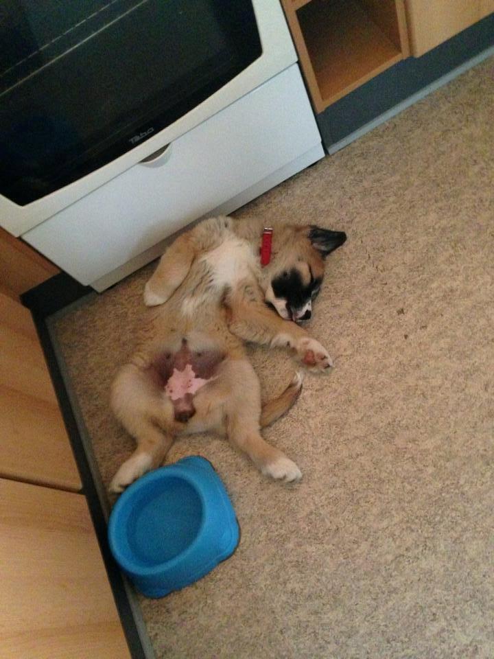 Blanding af racer Bailey (Himmelhund) billede 13