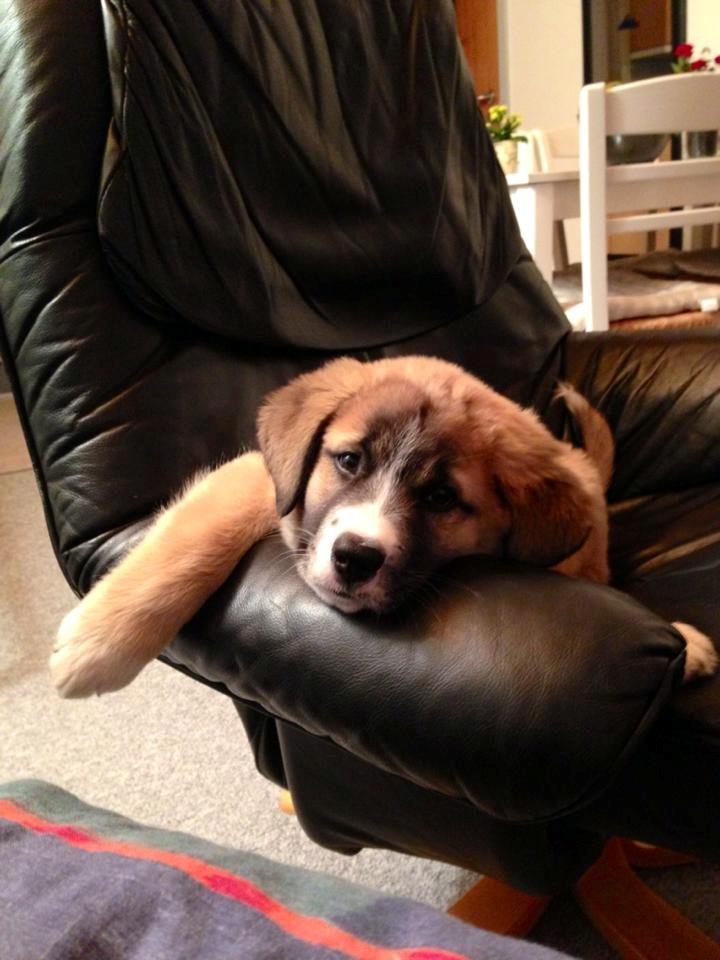 Blanding af racer Bailey (Himmelhund) billede 14