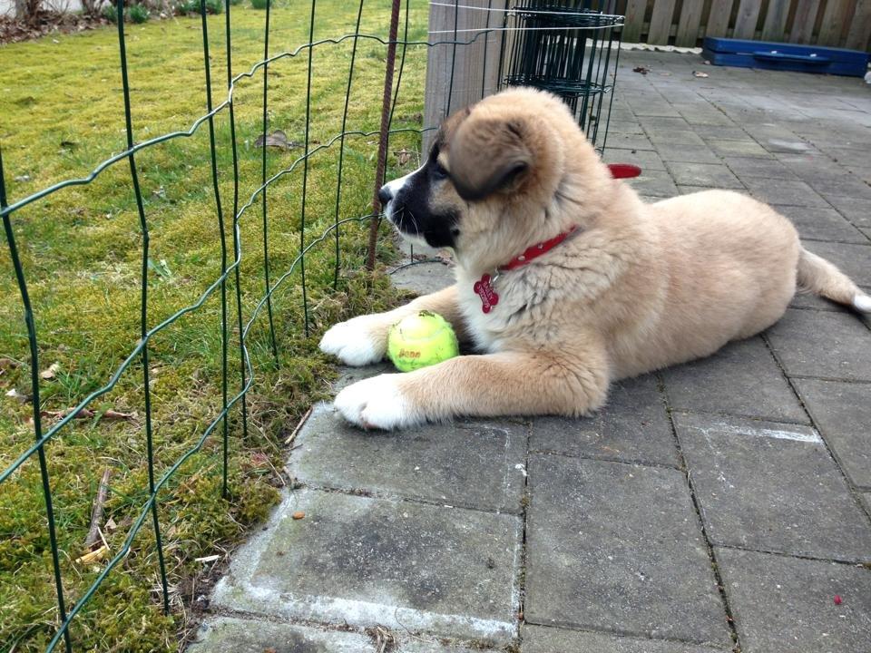 Blanding af racer Bailey (Himmelhund) billede 15