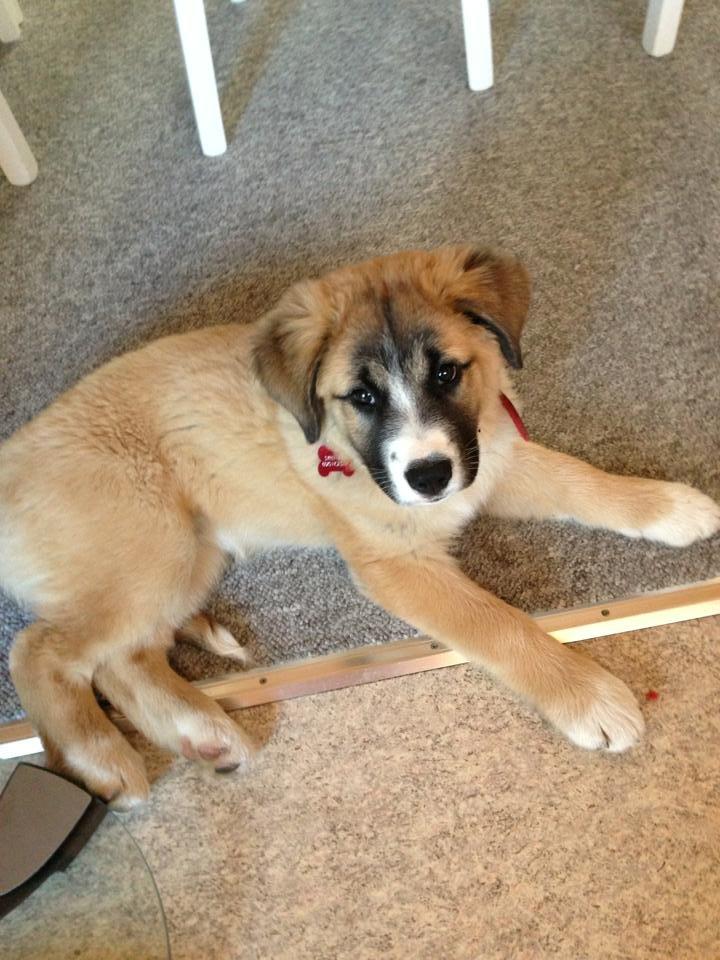 Blanding af racer Bailey (Himmelhund) billede 16