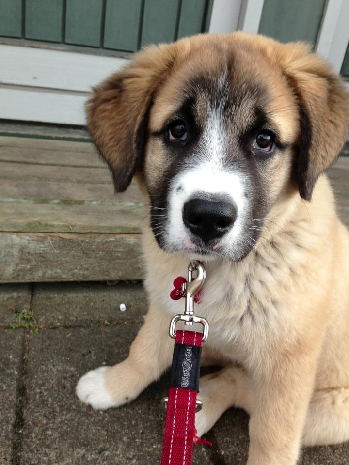 Blanding af racer Bailey (Himmelhund) billede 17